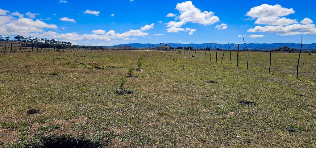 Proyecto de reforestación ‘Adopta un Arbolito’